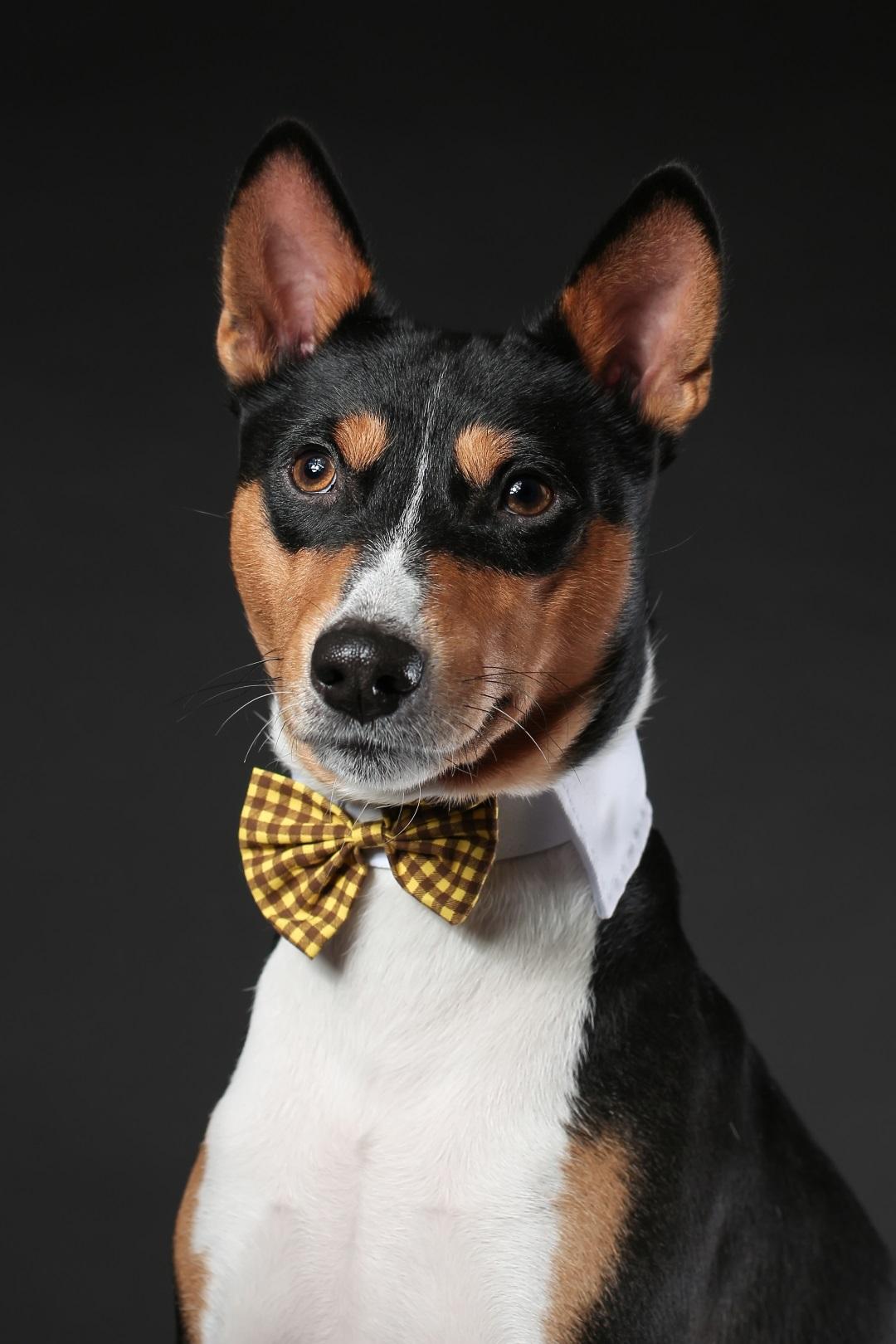 serious dog of african basenji breed wearing bow tie