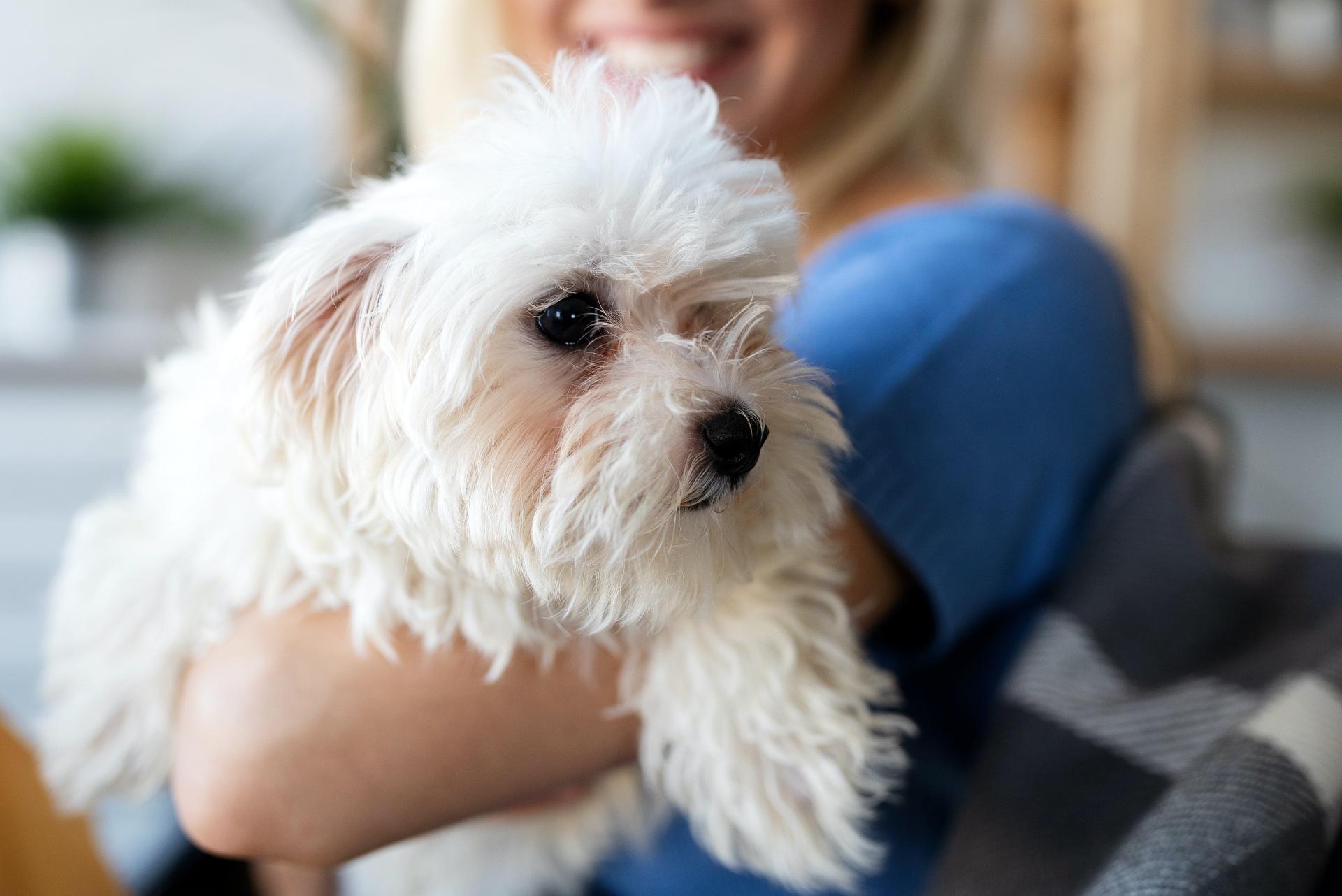 Bombastic side eye by a Havanese dog carried by a lady