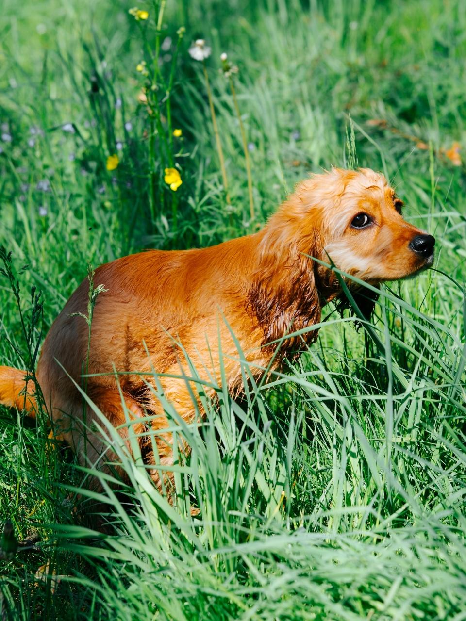 A small golden dog explores through tall green grass outdoors.