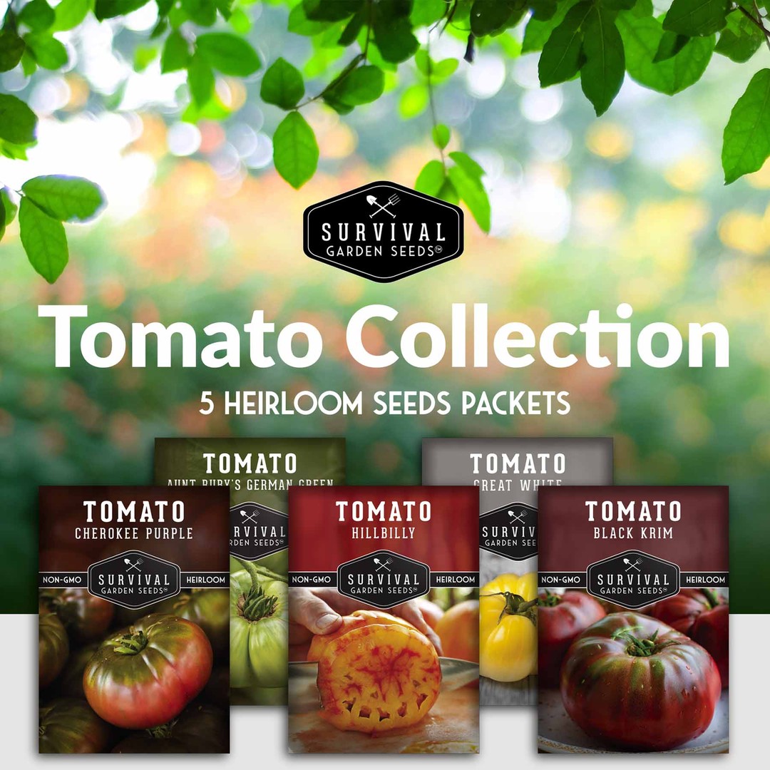 Colorful Tomato Collection - Black Krim, Great White, Aunt Ruby’s German  Green, Hillbilly & Cherokee Purple