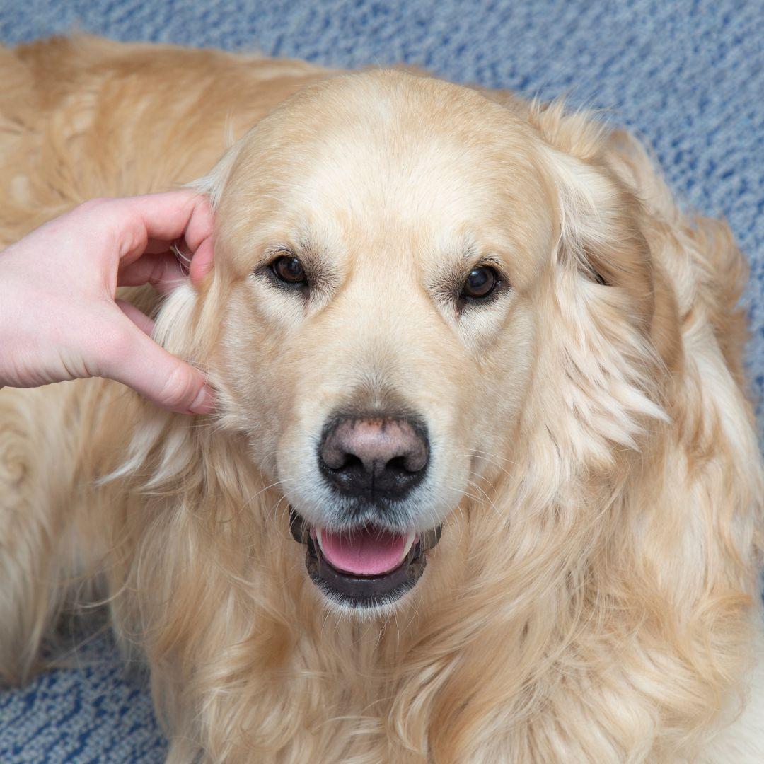 Punishment and training of the dog