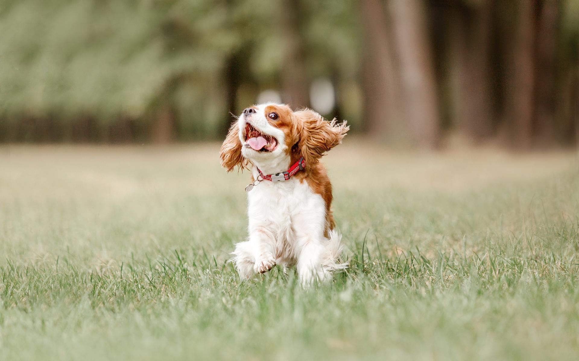 Cavalier King Charles Spaniel puppy dog