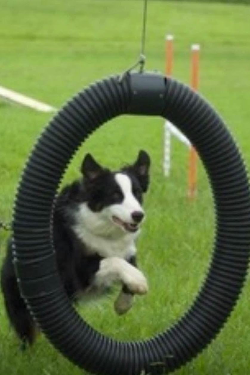 k9 abbie doing agility