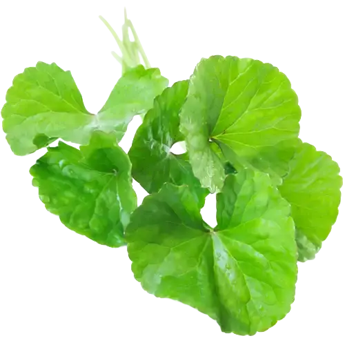 Gotu Kola