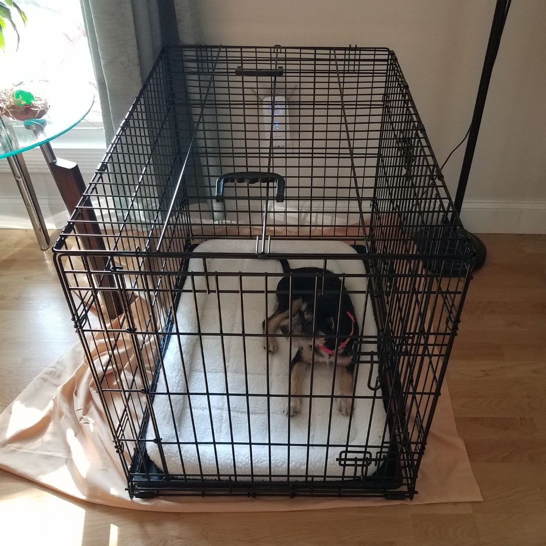 Young dog in crate