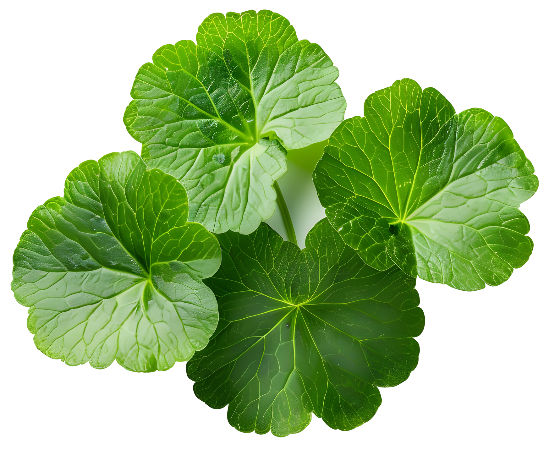 Gotu Kola