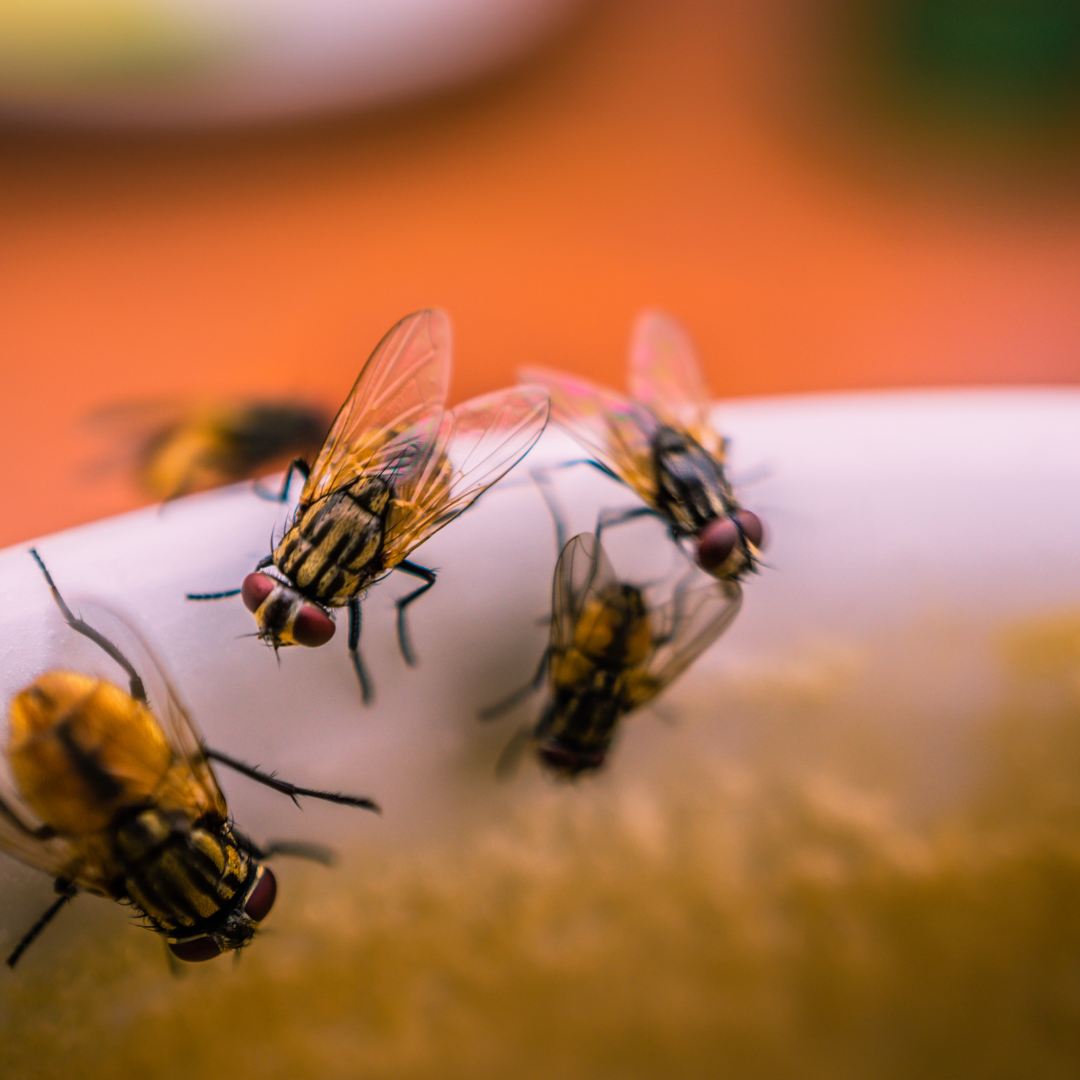 How Can I Keep Flies Away From My Trash Can Outside