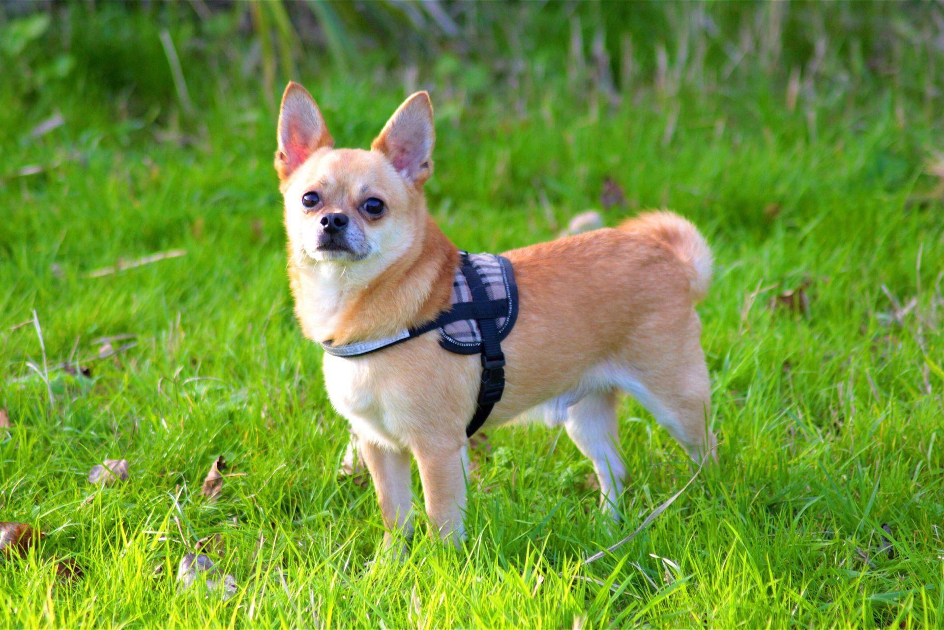 Chihuahua in harness outdoors