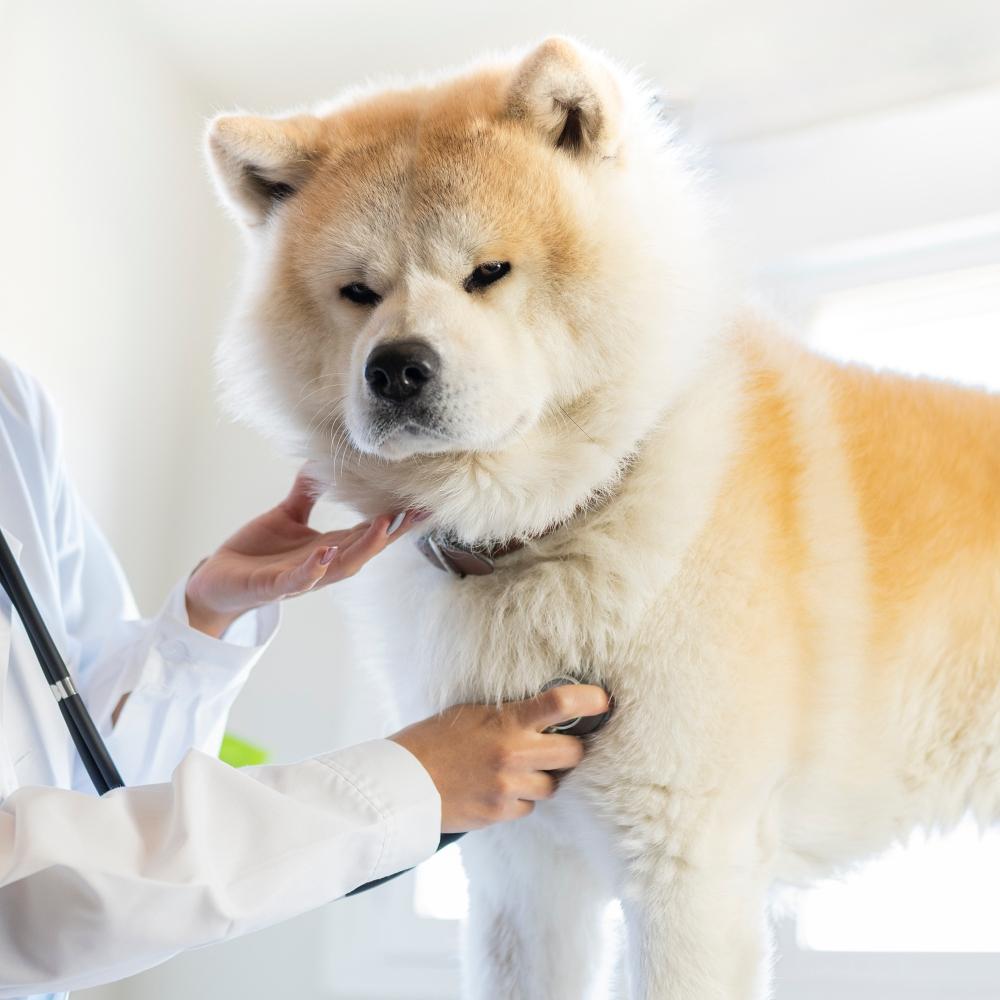 veterinary woman auscultating a dog in clinic