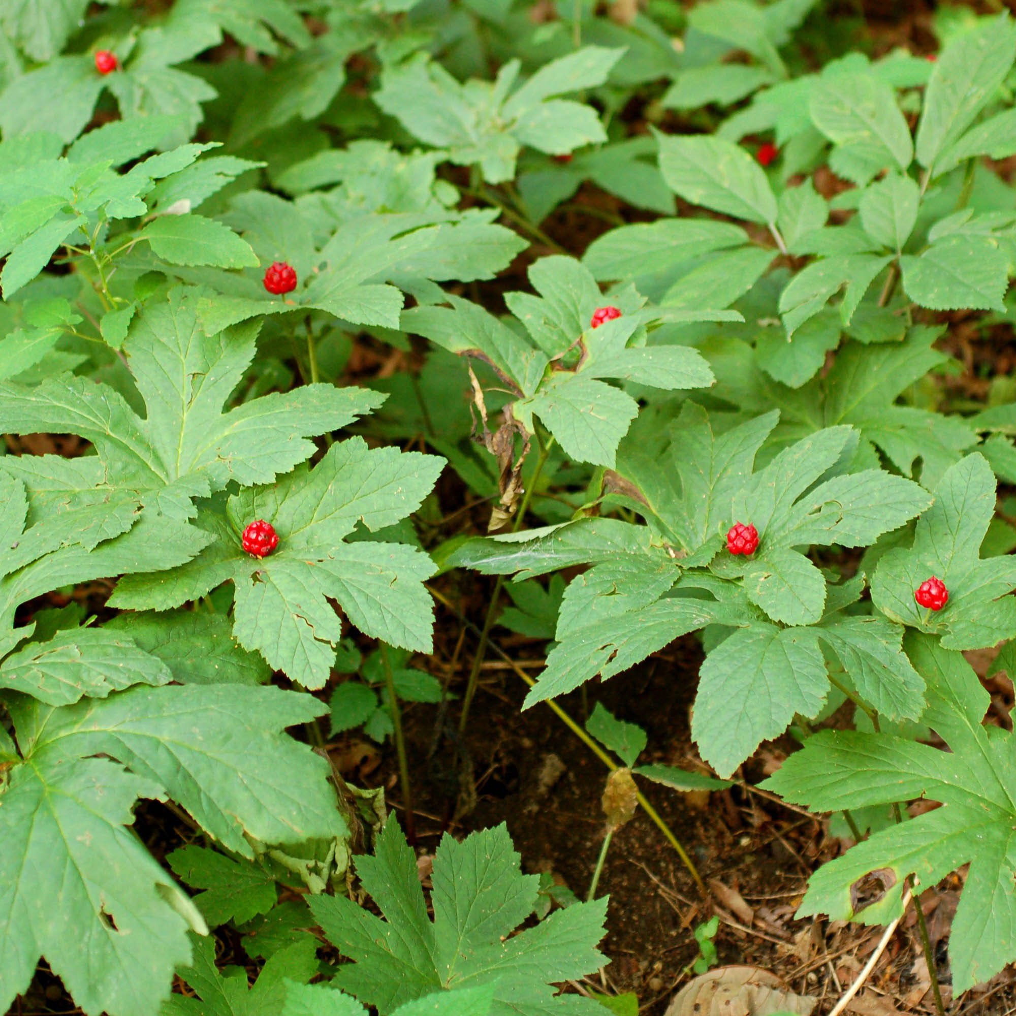 Close up of Goldenseal plant