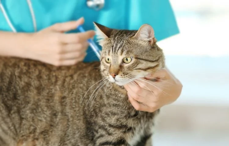 cat getting a pet vaccine