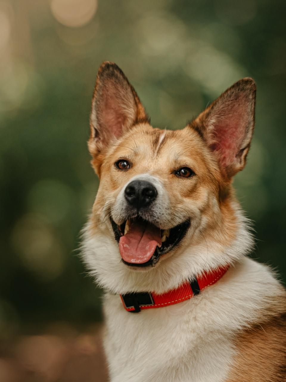 happy mixed breed dog sitting outdoors in summer