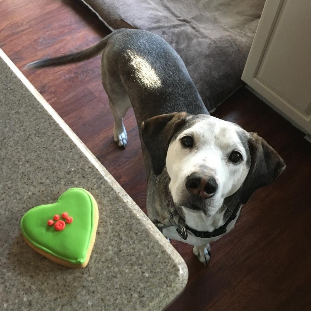 Dog near a green cookie treat