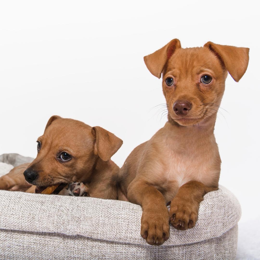 Two Brown Red Chihuahua Dachshund Chiweenie Puppies Young Looking Posing in Dog Bed Playing in Studio Portrait Isolated on White Background Cut Out