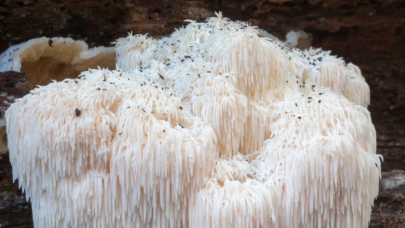 Lion's Mane Spiritual Benefits