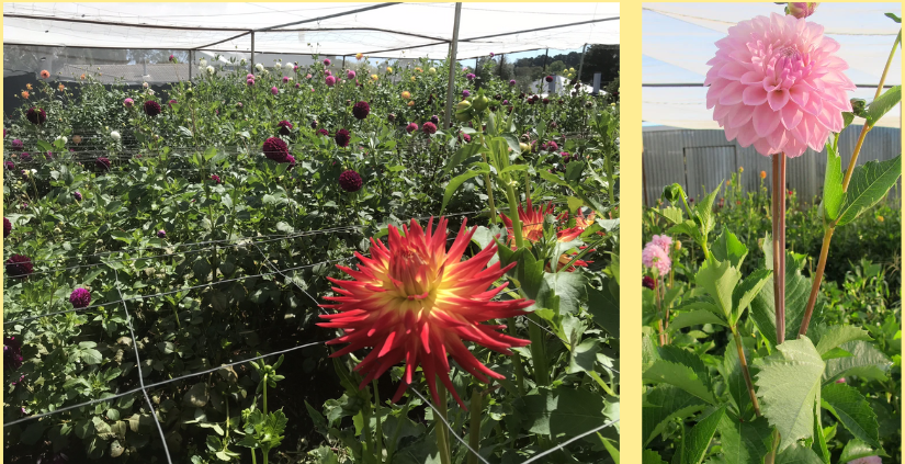 Humus Powder Flower Garden