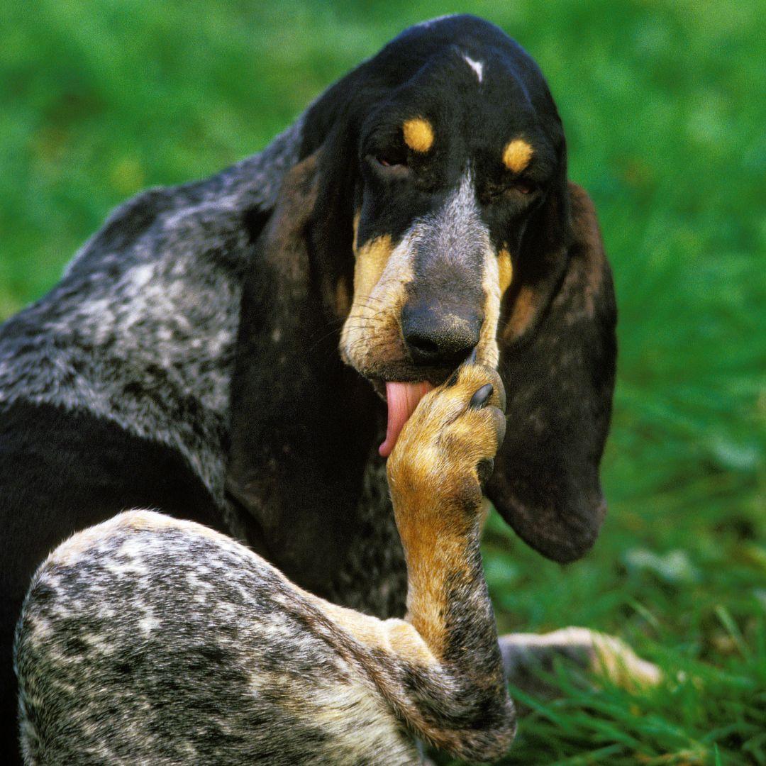 Dog licking hind paw