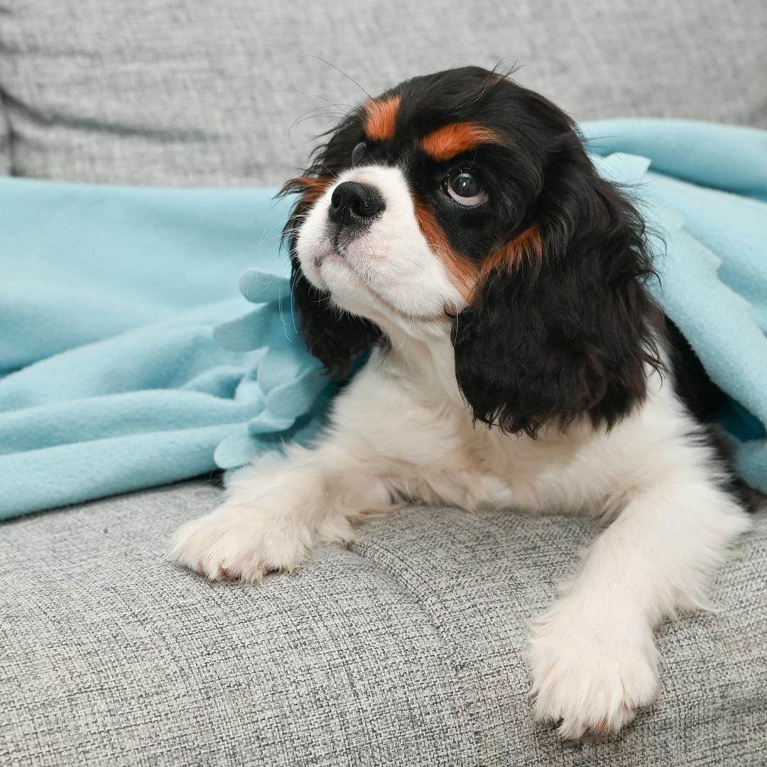 Puppy cavalier king charles spaniel lying on a blanket in the bedroom on the bed in the house