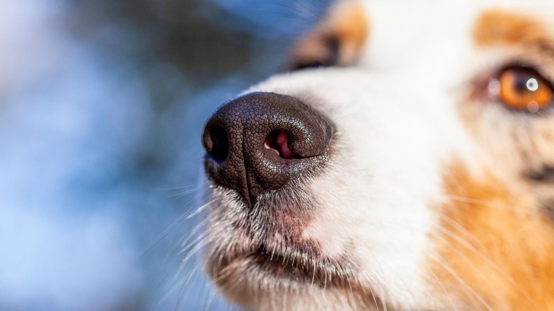 Macro dog nose with blur background