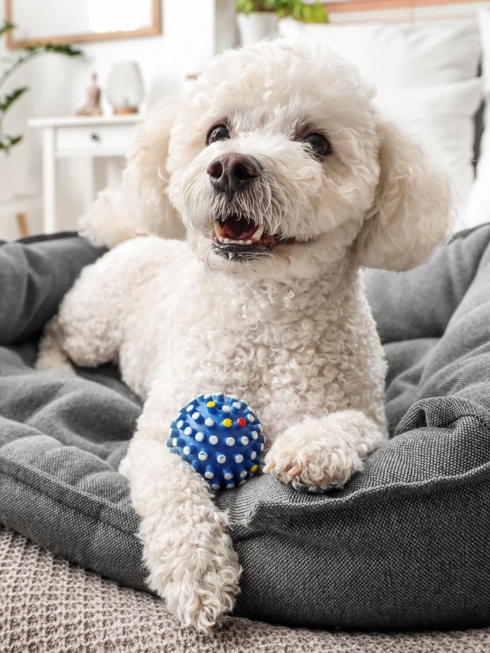 Cute poodle dog with toy lying in pet bed at home