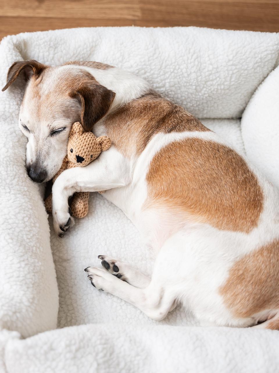 dog tired sleepy in pet bed hugging best friend toy bear.