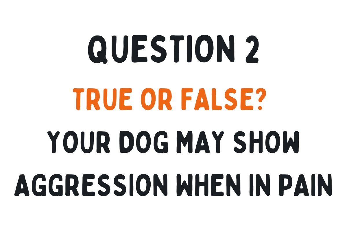 Question 2: True or False? Your dog may show aggression when in pain