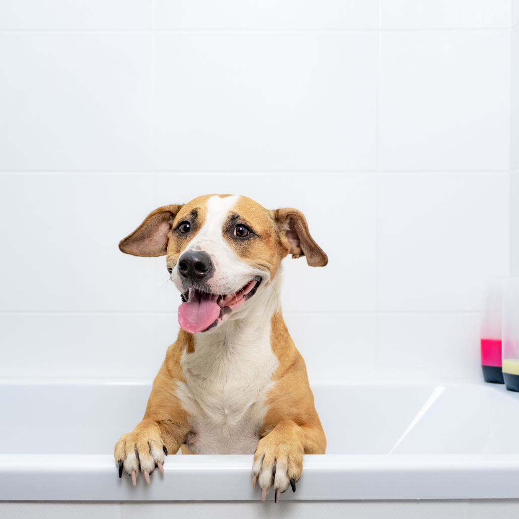 Dog in a bathtub.