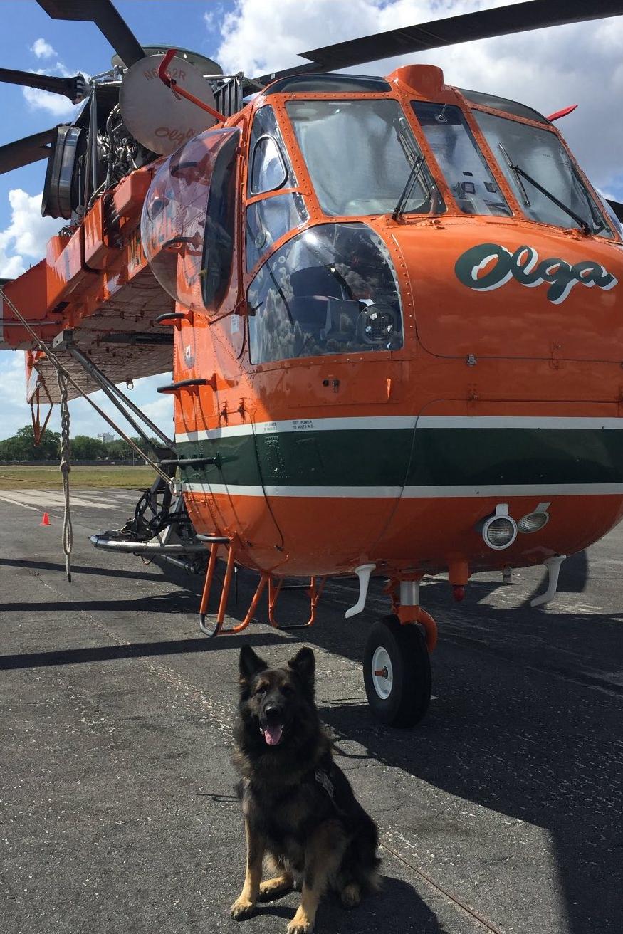 k9 chico in sunglasses
