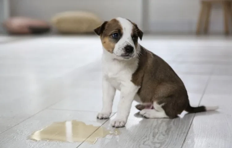 How to potty train your puppy
