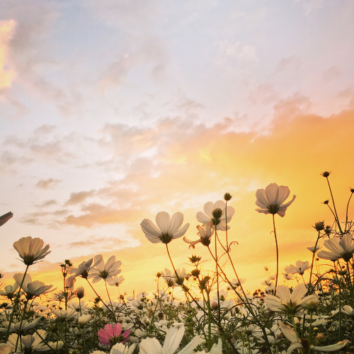 Spring time sky and flowers