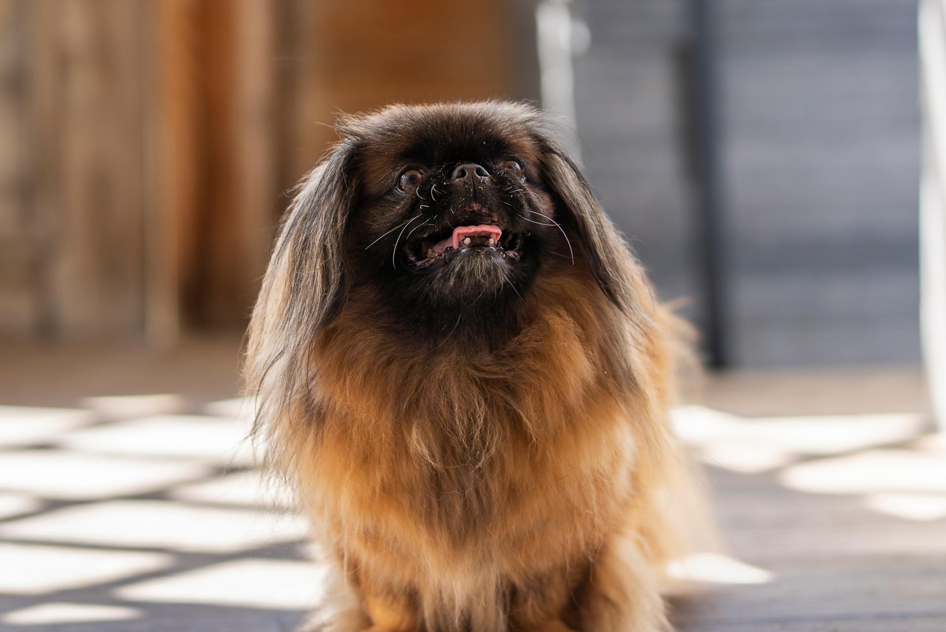 Pekingese dog