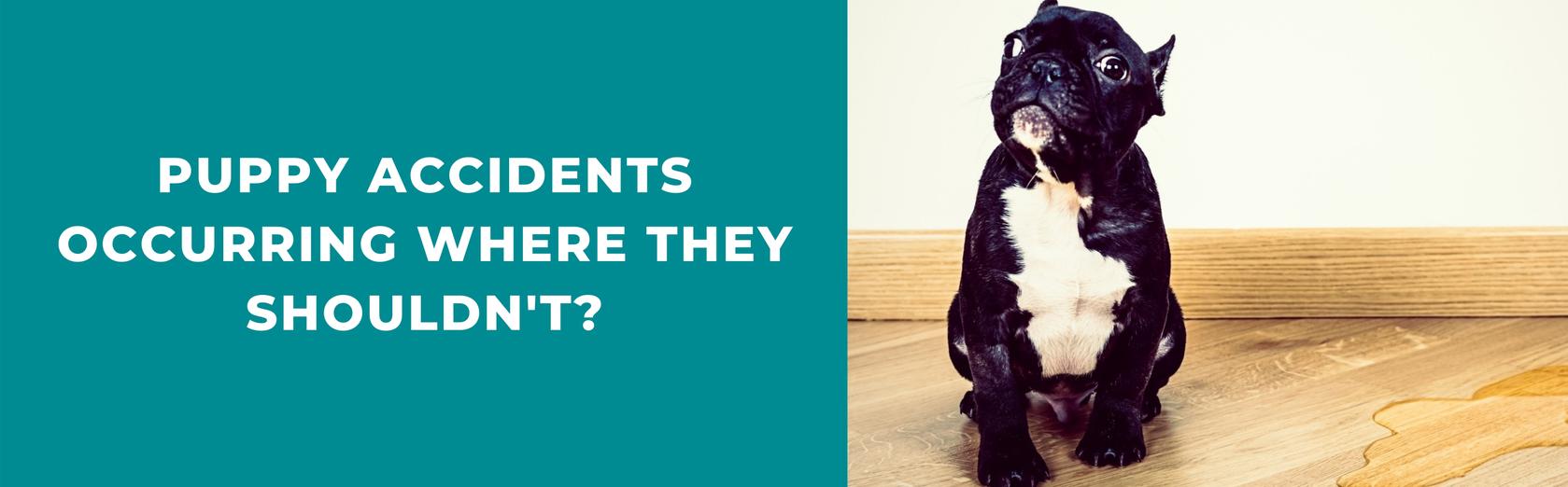 5 Puppy Potty Training Mistakes To Avoid Potty Buddy™