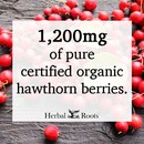 Background of a ton of hawthorn berries on a table surface. There is a text box that says 1,200 mg of pure certified organic hawthorn berries.