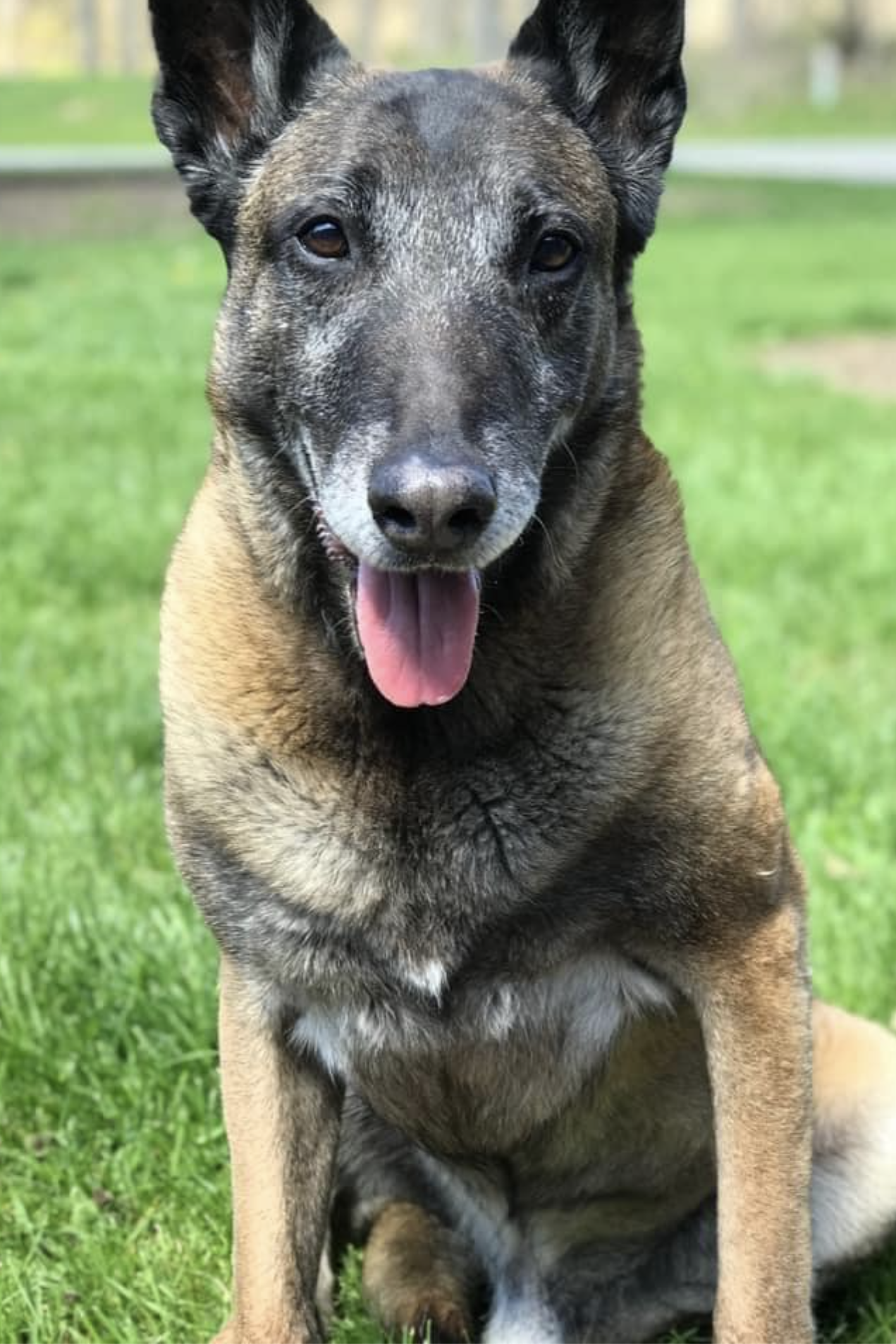 mwd dio