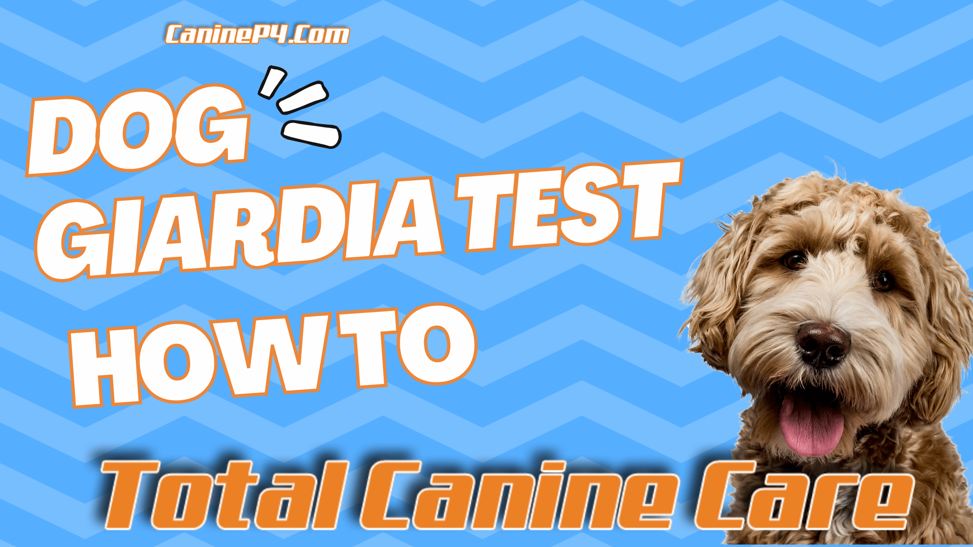 dog-giardia-test