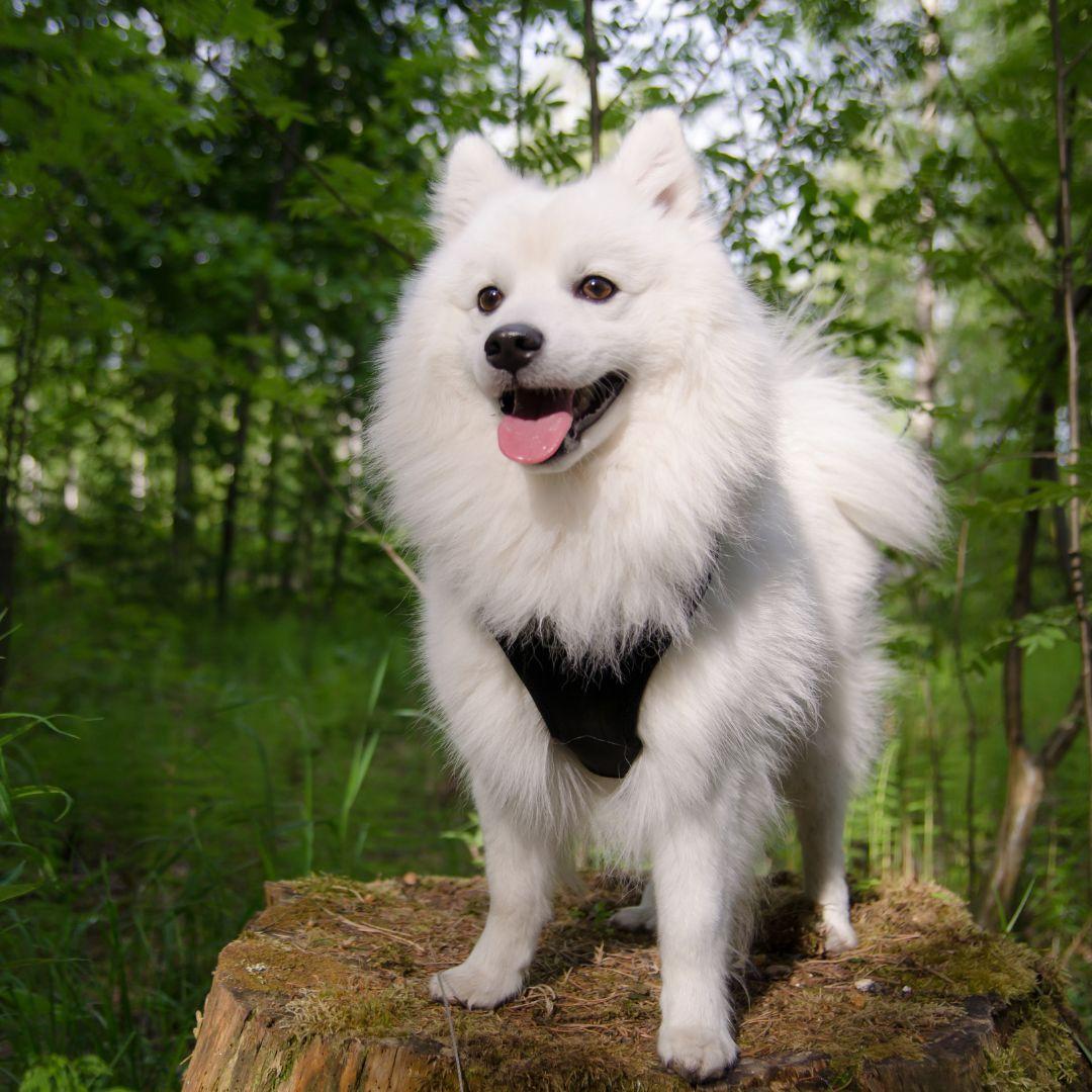 Adult japanese spitz dog