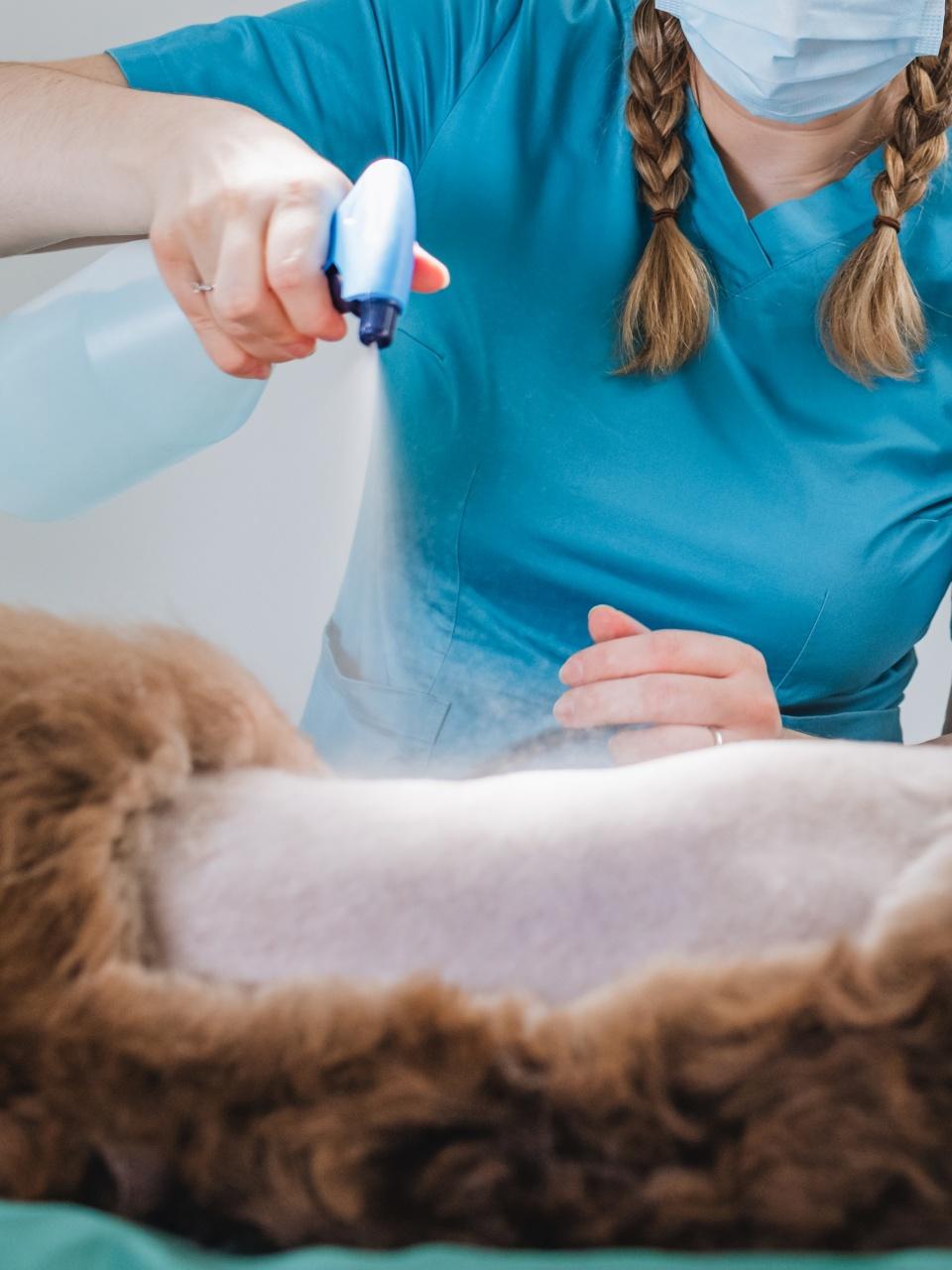 Two veterinary healthcare professionals, a vet doctor, and a technician during pet surgery in an operating room at a clinic.