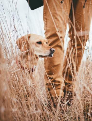 HUNTING DOG WITH OWNER