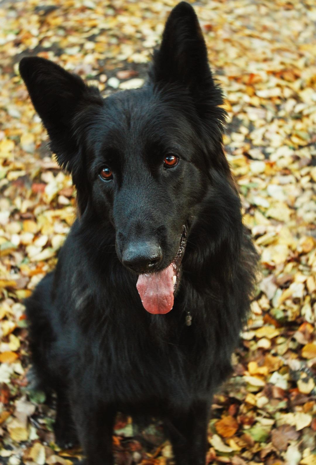 black dog in autumn leaves