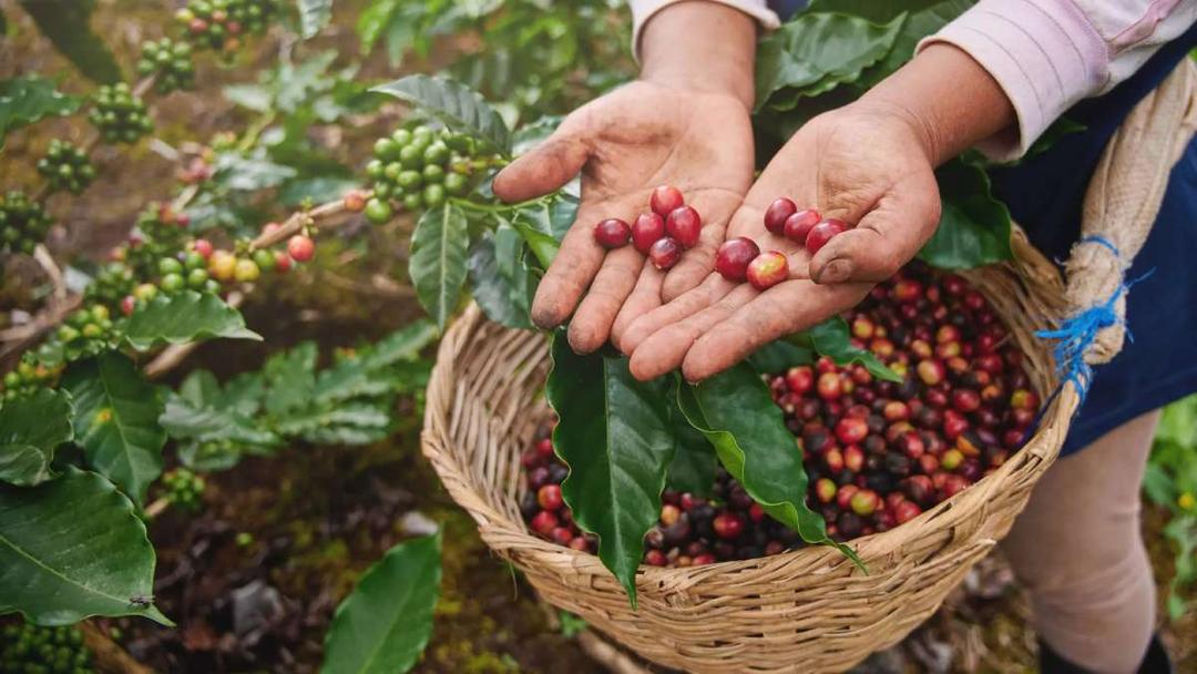 Heavy Metals in Coffee | How to Choose Clean, Tested Beans