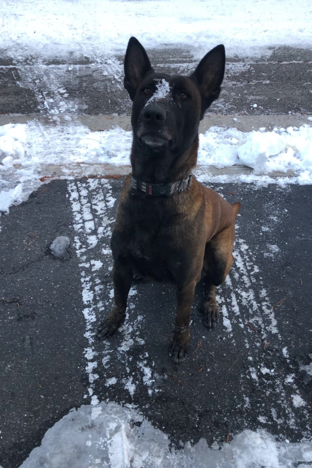 k9 kane 316