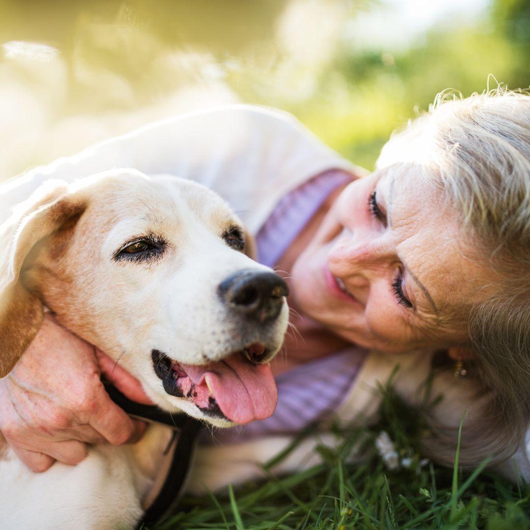 Older beagle dog with elderly lady