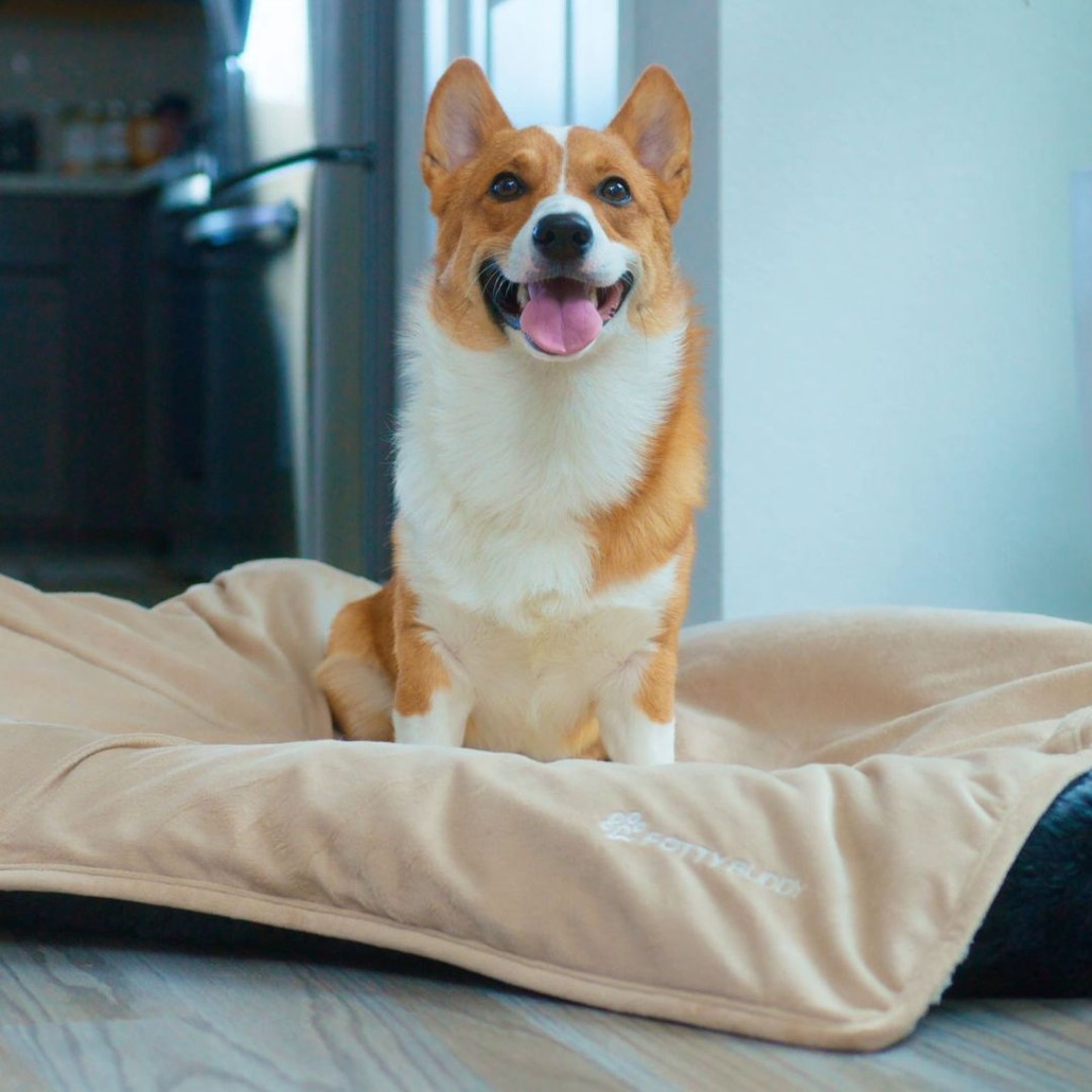 A happy Corgi sitting on a Potty Buddy blanket