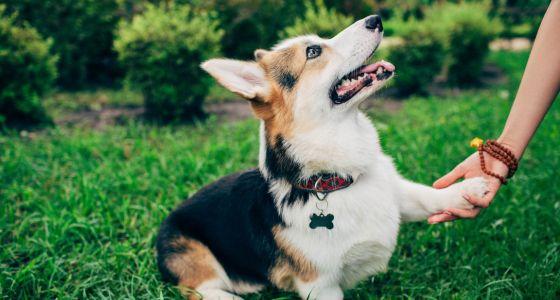 Corgi giving person paw