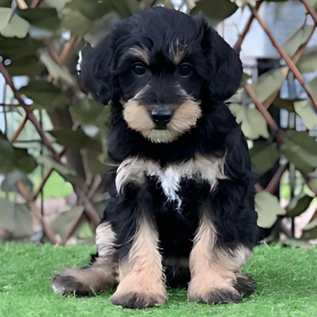 schnoodle puppy