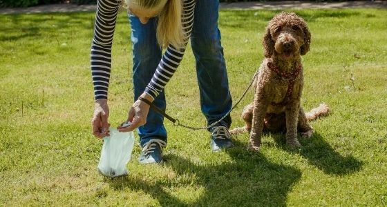 A woman picking up dog poo at a park, with her dog standing behind her