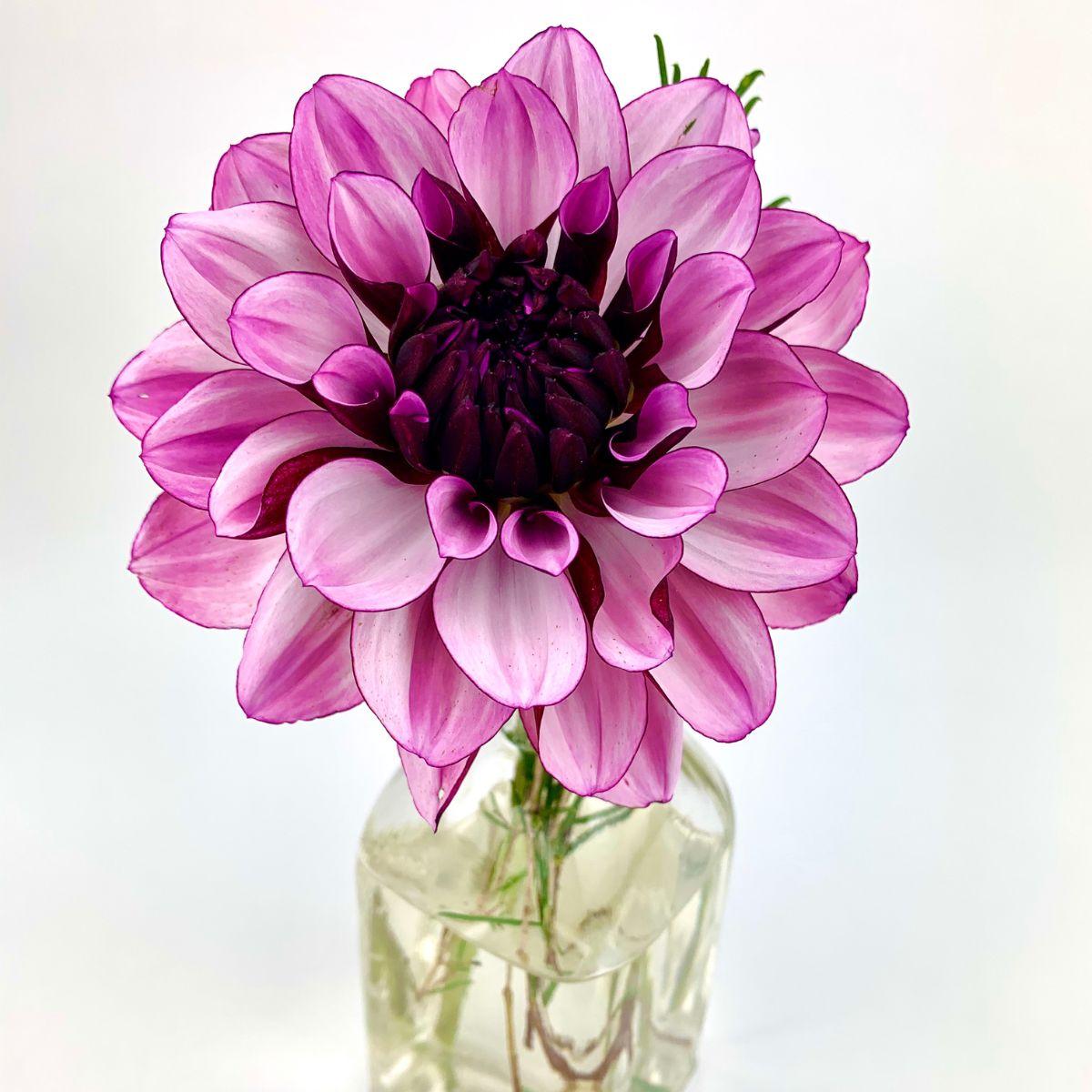 Large Purple Dahlia in Vase