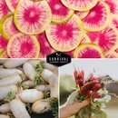 colorful radishes