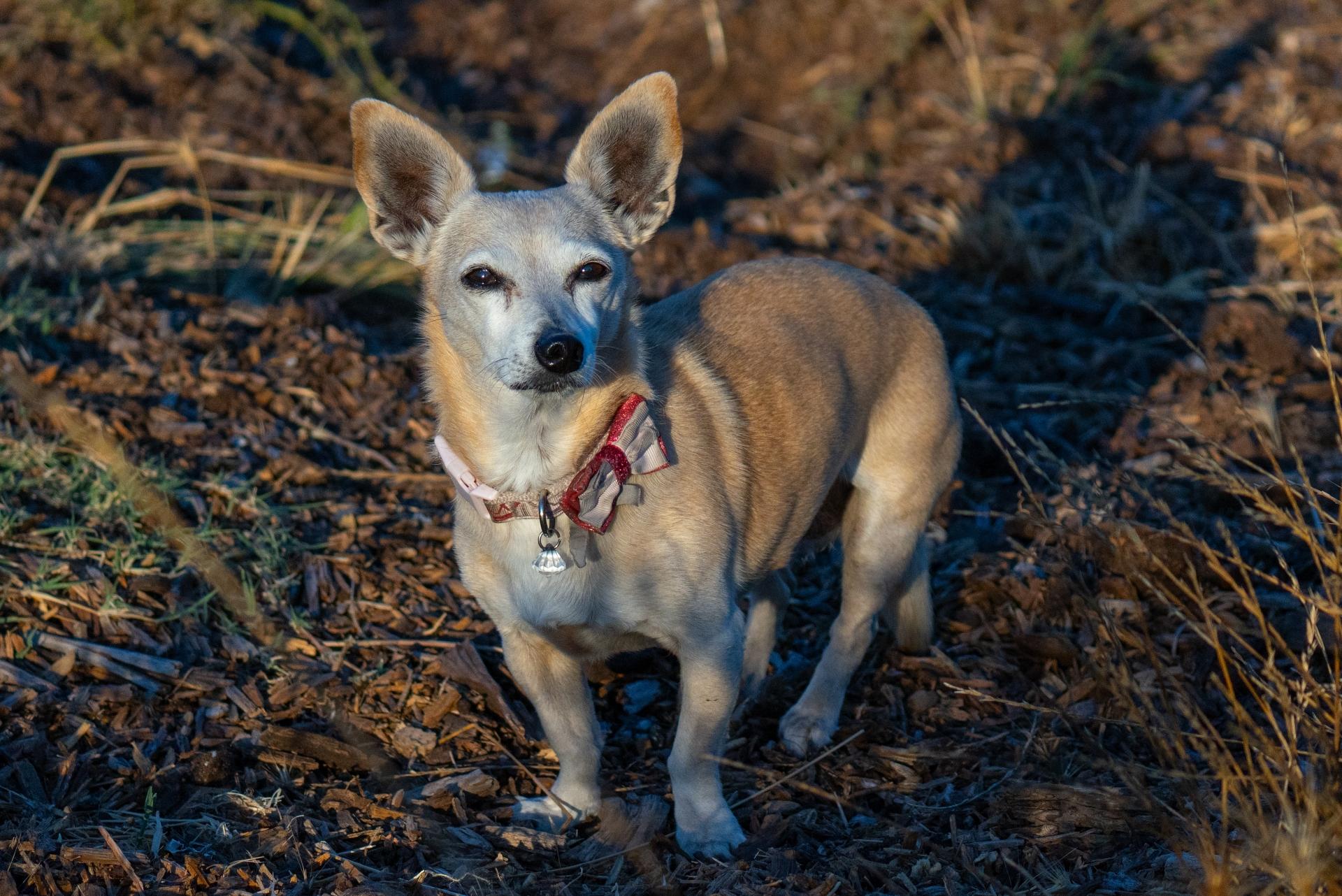 A Chiweenie dog