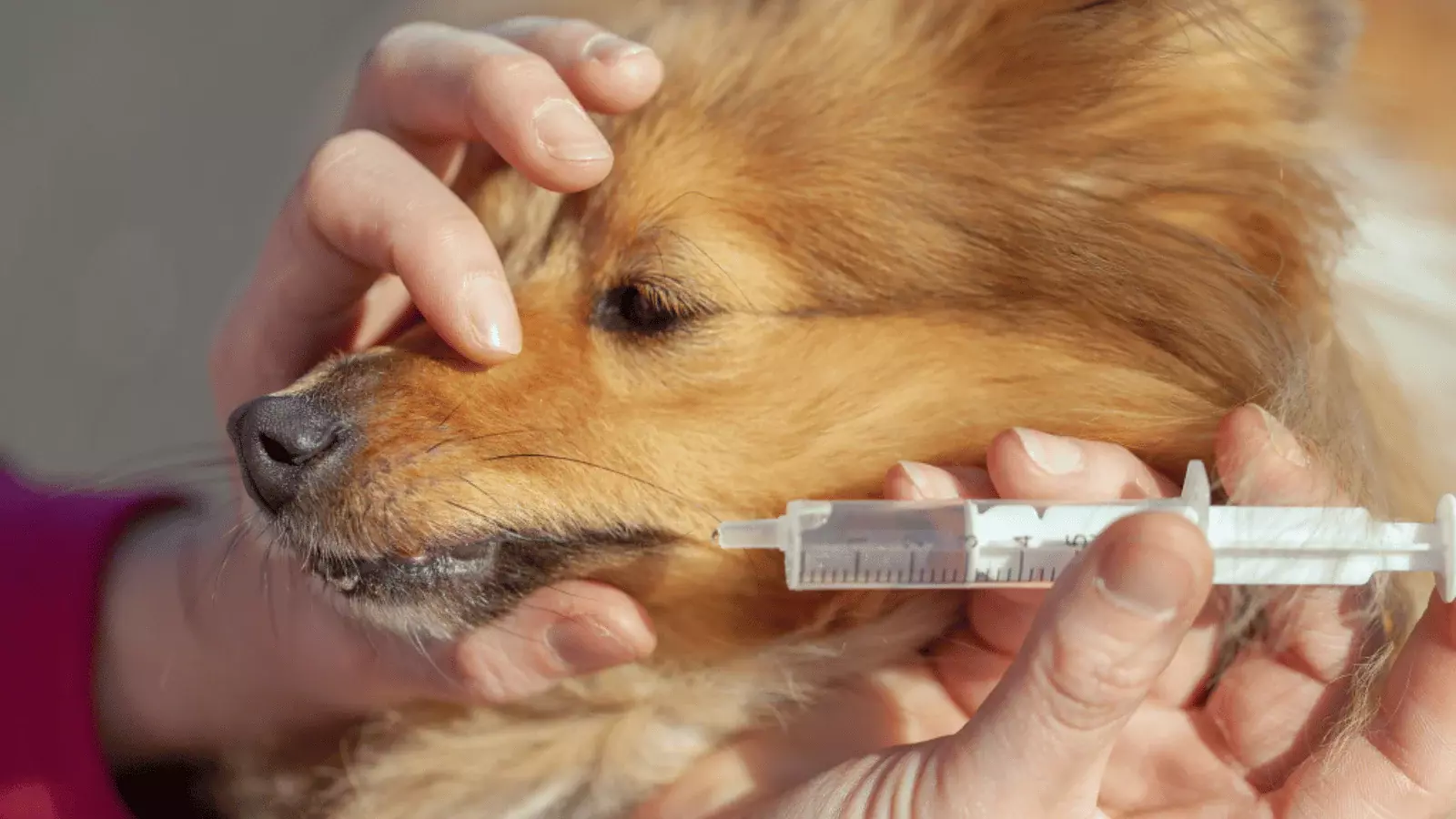 a shetland sheepdog dog takes his medicine with a plastic syringe